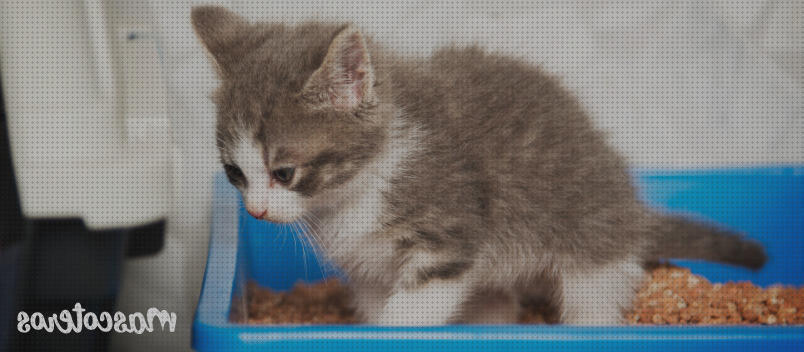 Los 16 Mejores Areneros Para Gatos Para Bebes