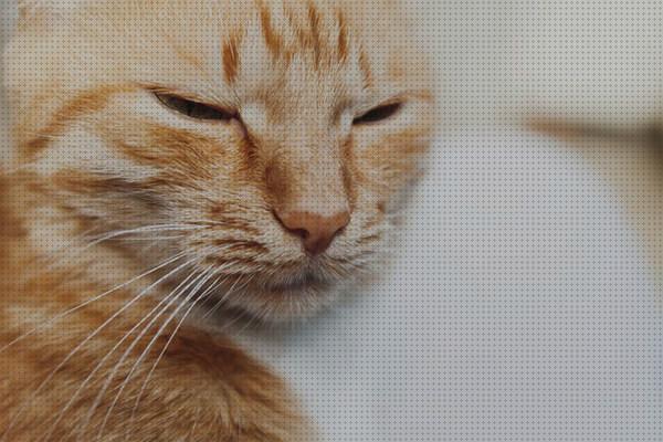 ¿Dónde poder comprar areneros gatos areneros para gatos ciegos?