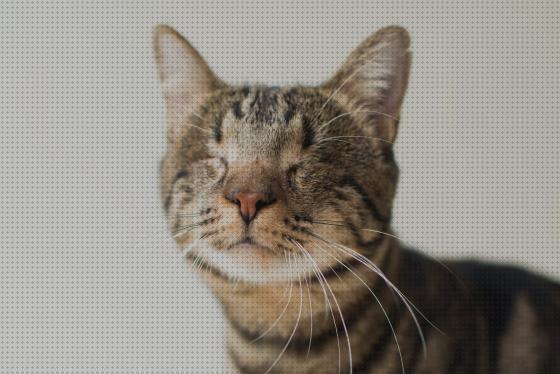 Los mejores 25 Areneros Para Gatos Ciegos
