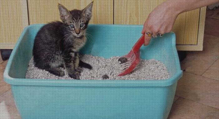 ¿Dónde poder comprar pequeños gatos areneros para gatos pequeños?