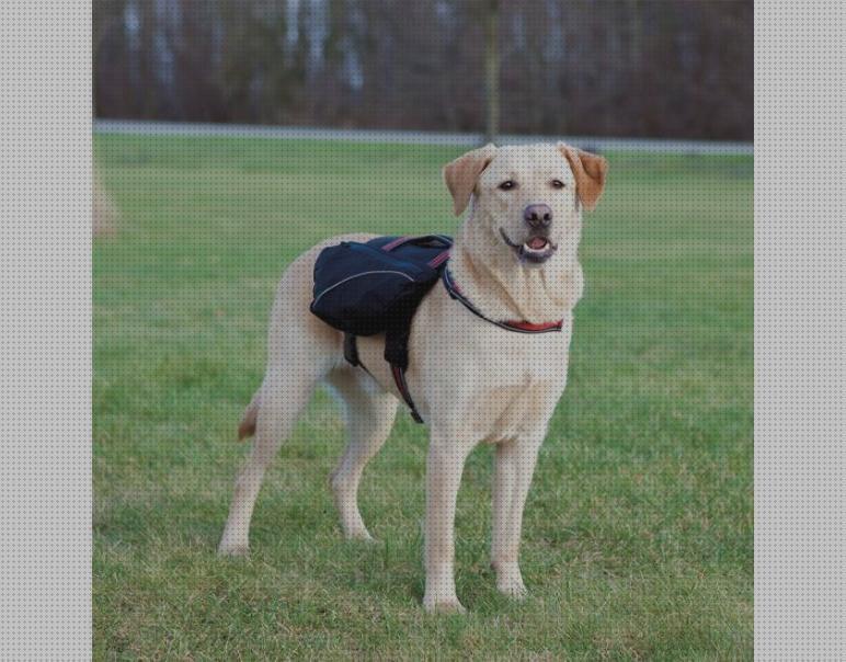 Las mejores marcas de arnes perros arnes para perros