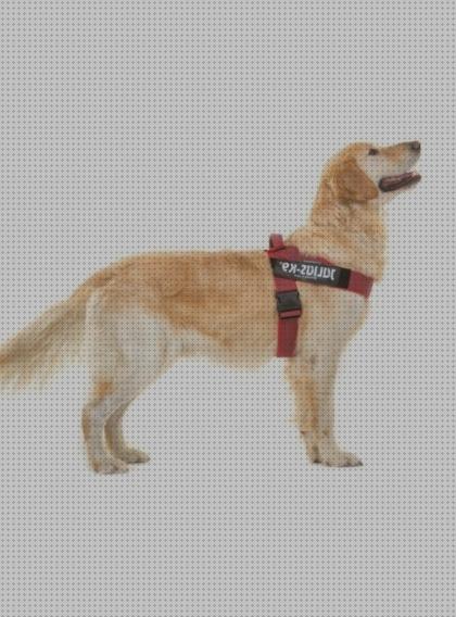 ¿Dónde poder comprar arnes arnes julius para golden retriever talla?