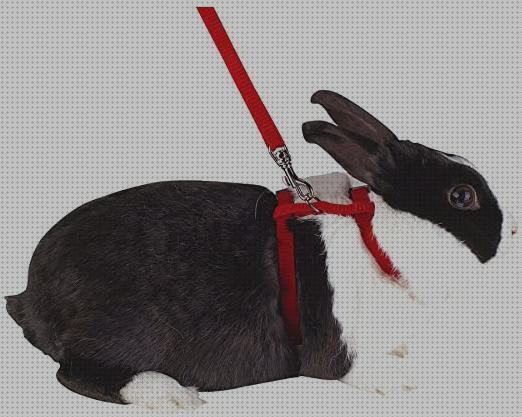 Review de los 19 mejores arneses para conejos