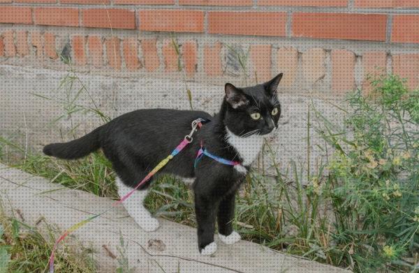 ¿Dónde poder comprar arnes gatos arnes para pasear gatos?