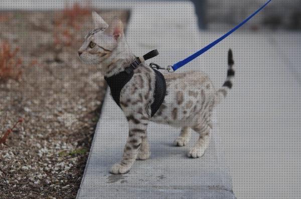 Las mejores arnes gatos arnes para pasear gatos