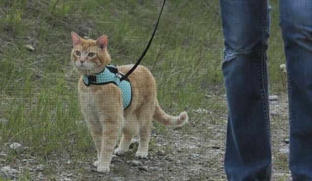 Review de arnes para pasear gatos