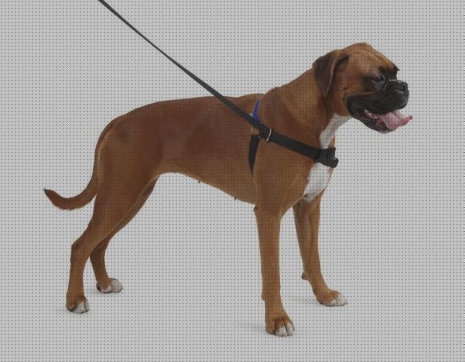 Las mejores marcas de arnes perros arnes para pasear perros