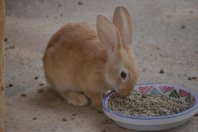 Las mejores bandejas conejos bandeja para cultivar conejos