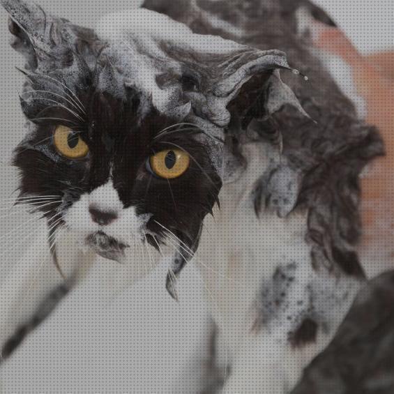 ¿Dónde poder comprar antipulgas gatos baño antipulgas para gatos?