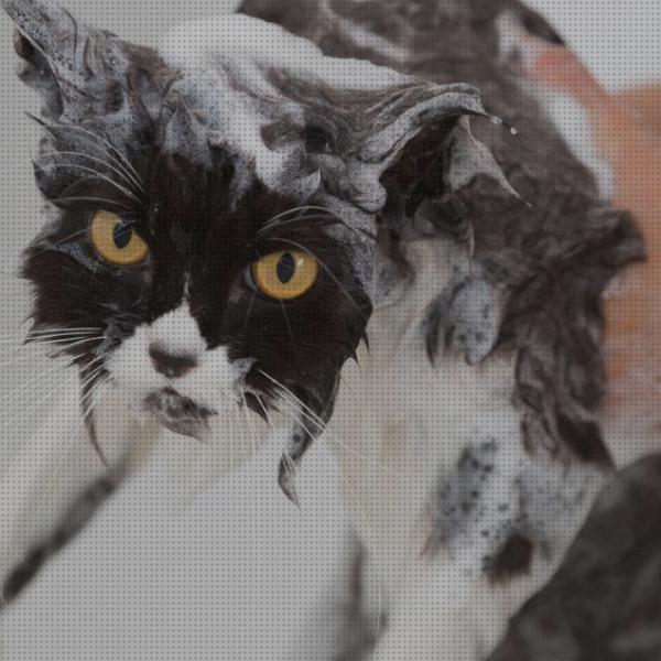 Las mejores antipulgas gatos baño antipulgas para gatos