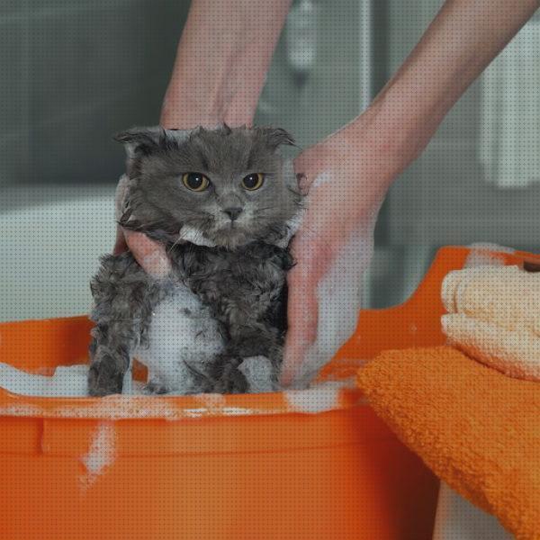 Review de baño antipulgas para gatos
