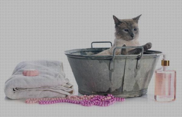 Las mejores marcas de antipulgas gatos baño antipulgas para gatos