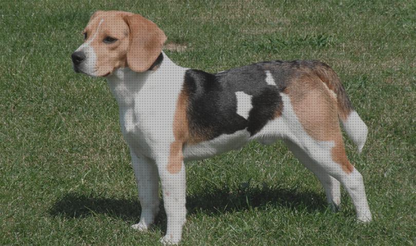 Las mejores marcas de beagles beagle para caza mayor