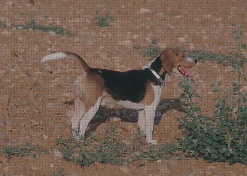 Las mejores beagles beagle para caza mayor