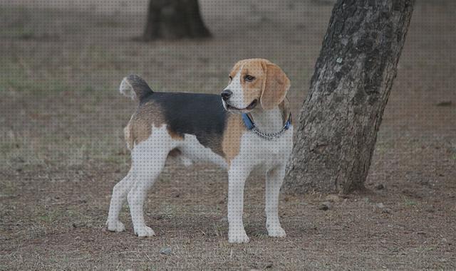 Los 23 Mejores Beagles Para Caza Mayores