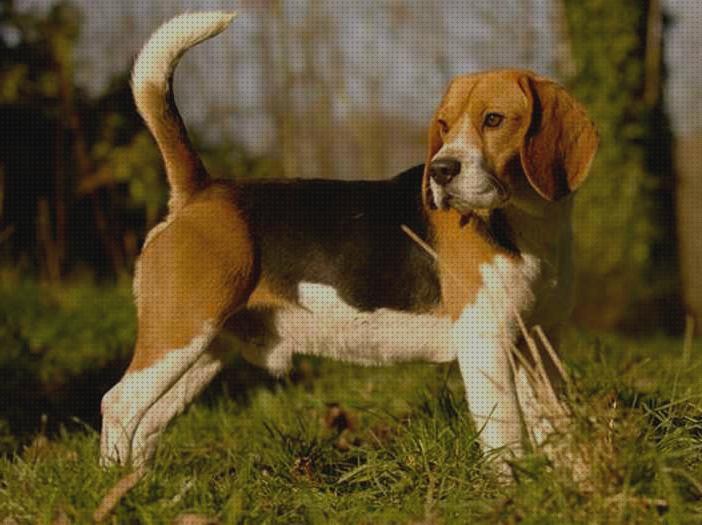 ¿Dónde poder comprar montas beagle para montas caza liebre?
