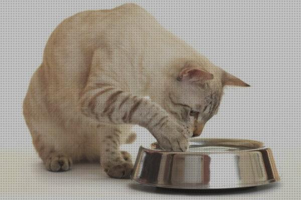 ¿Dónde poder comprar bebederos gatos bebedero de agua para gatos?