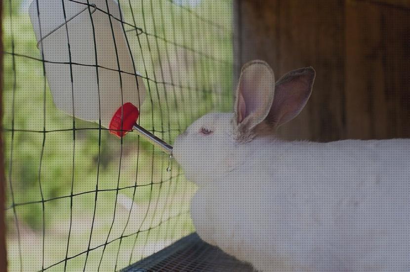 Los 15 Mejores Bebederos Para Conejos Mascotas