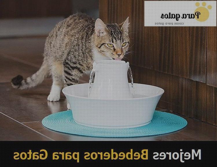 Las mejores marcas de kiwoko gatos bebedero para gatos kiwoko