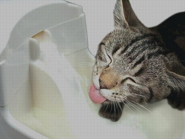 11 Mejores bebederos para gatos