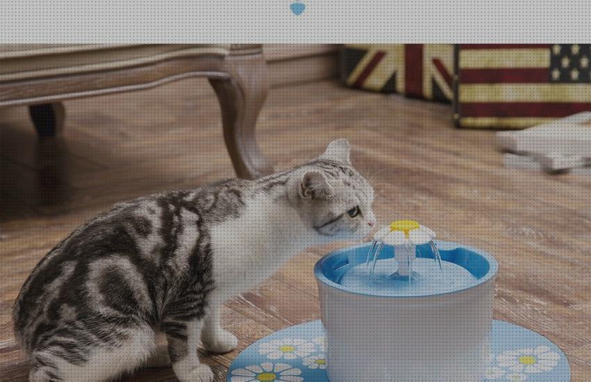 Las mejores marcas de automatico gatos bebedero para gatos automatico