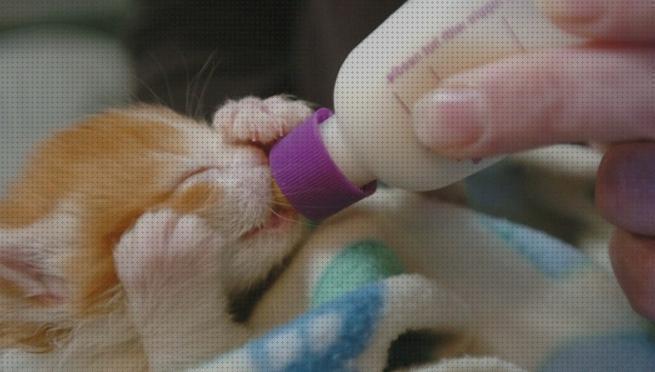 Las mejores marcas de bebes gatos biberon para gatos bebes