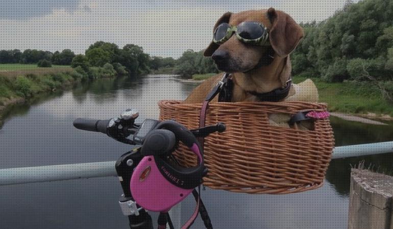 23 Mejores bicicletas para mascotas