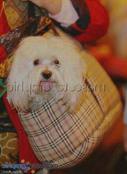 Las mejores bichon perros bolsos para perros bichon maltes