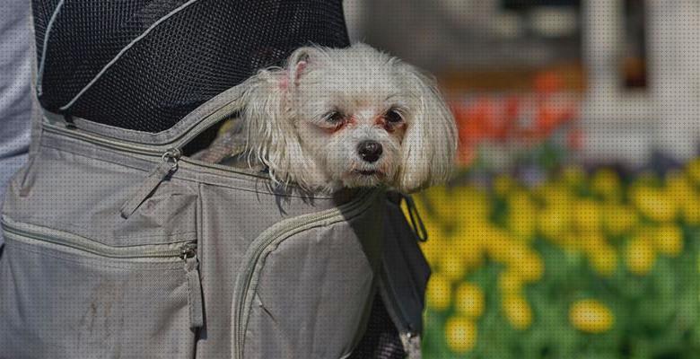 Review de bolsos para perros bichon maltes