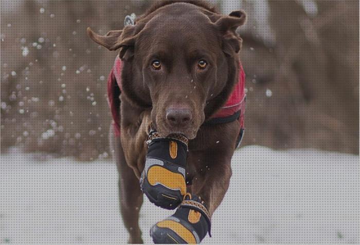 Las mejores marcas de botas perros botas para perros