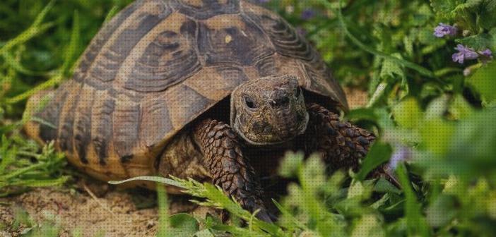 ¿Dónde poder comprar tortugas brotres para tortugas de tierra?