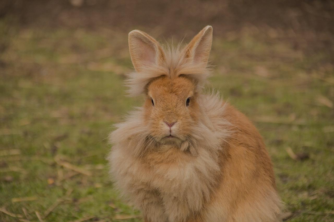 ¿Dónde poder comprar cabezas cabezas conejo para comer?