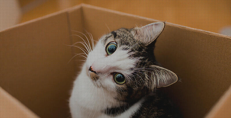 ¿Dónde poder comprar cajas gatos caja para gatos?