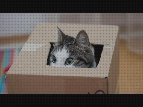 Las 20 Mejores cajas para gatos del mundo