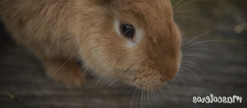 Análisis de las 20 mejores Cales Vivas Para Desinfectar Madrigueras De Conejos
