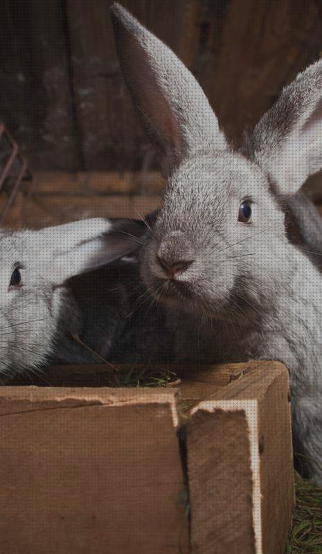 Análisis de los 8 mejores Calendarios Para Las Cria De Conejos