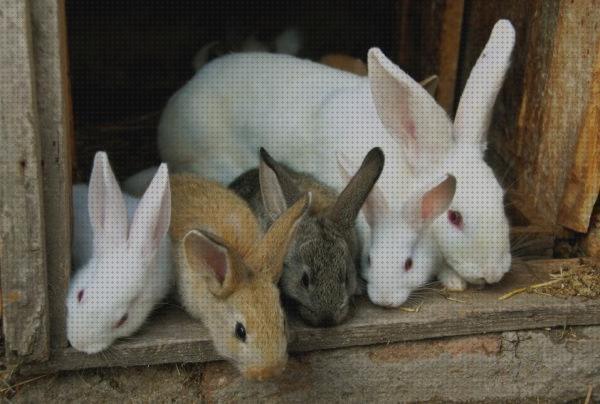 ¿Dónde poder comprar cria conejos calendario para la cria de conejos?
