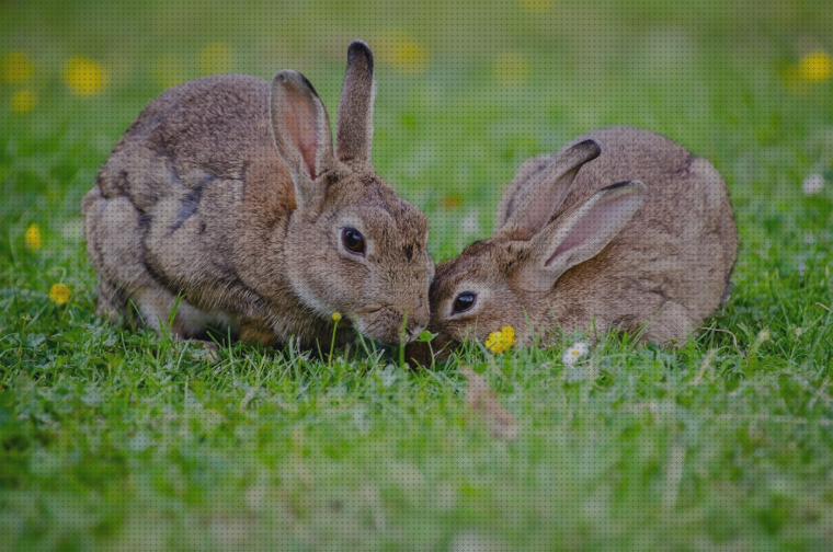 Las mejores marcas de cria conejos calendario para la cria de conejos