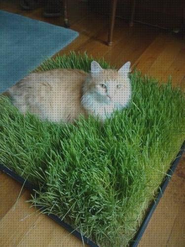 Las mejores camas gatos cama de hierba para gatos