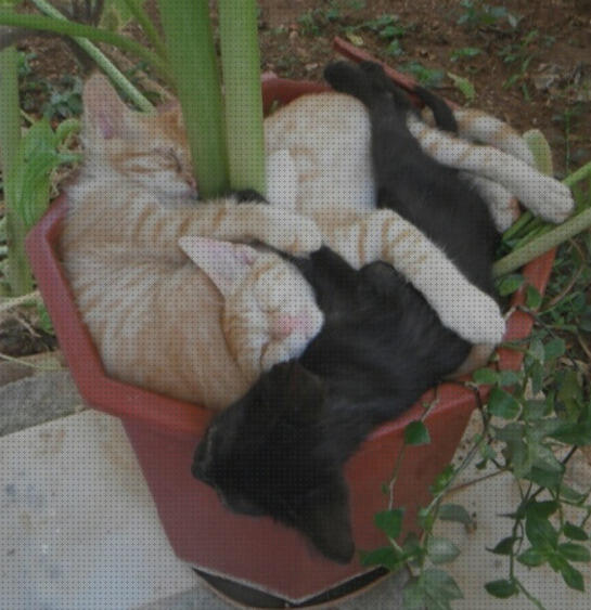 Review de cama de hierba para gatos