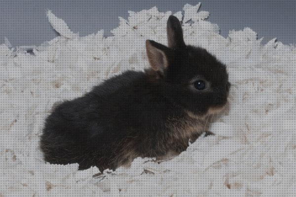 ¿Dónde poder comprar camas conejos cama papel para conejos?