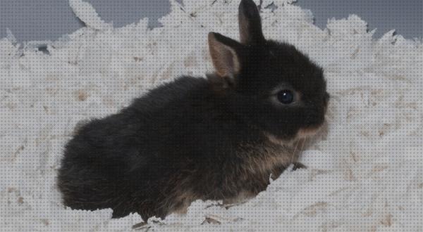 Review de cama papel para conejos