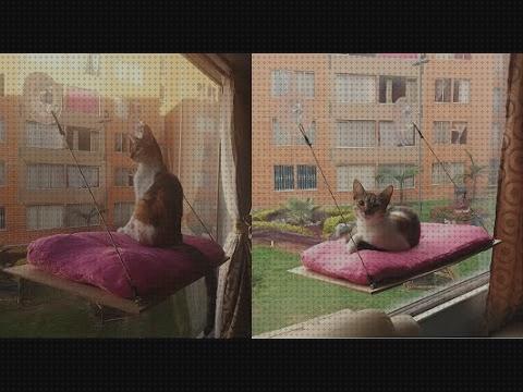 ¿Dónde poder comprar camas cama ventana para gato?