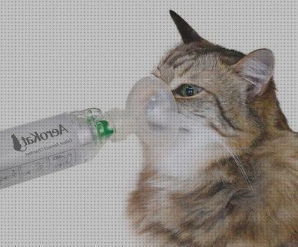 Las mejores marcas de cámara de inhalación para gatos