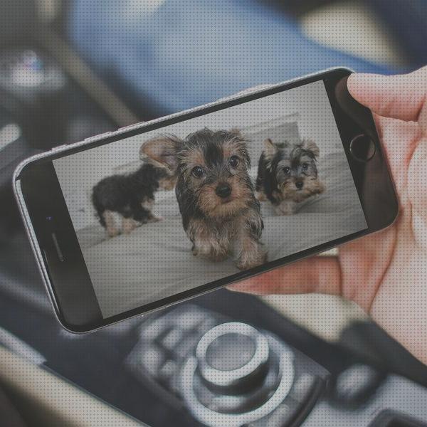 ¿Dónde poder comprar cámaras mascotas cámaras de vigilancia para mascotas?