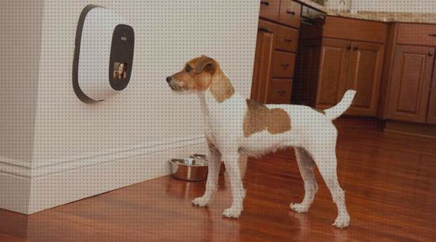 Las mejores cámaras mascotas cámaras de vijilancia para mascotas