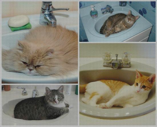 Review de camas frescas para gatos