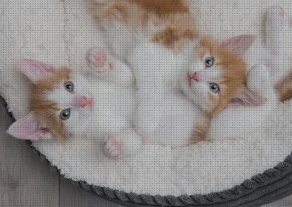 ¿Dónde poder comprar camas gatos camas para gatos bebes?