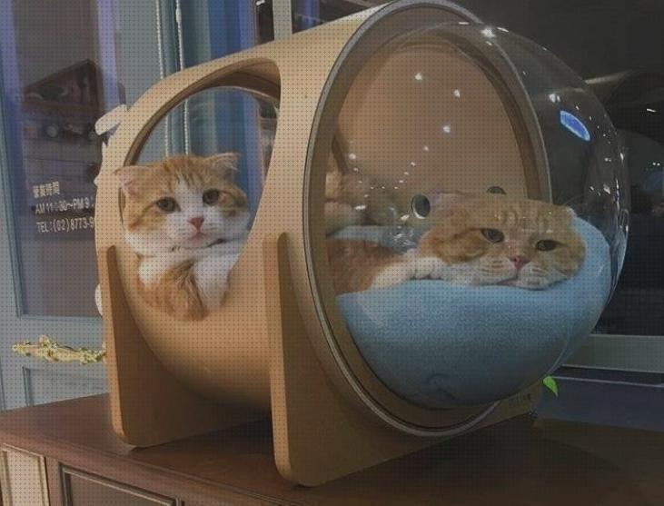 Las mejores camas gatos camas para gatos originales