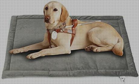 Las mejores camas perros camas para perros antimordeduras